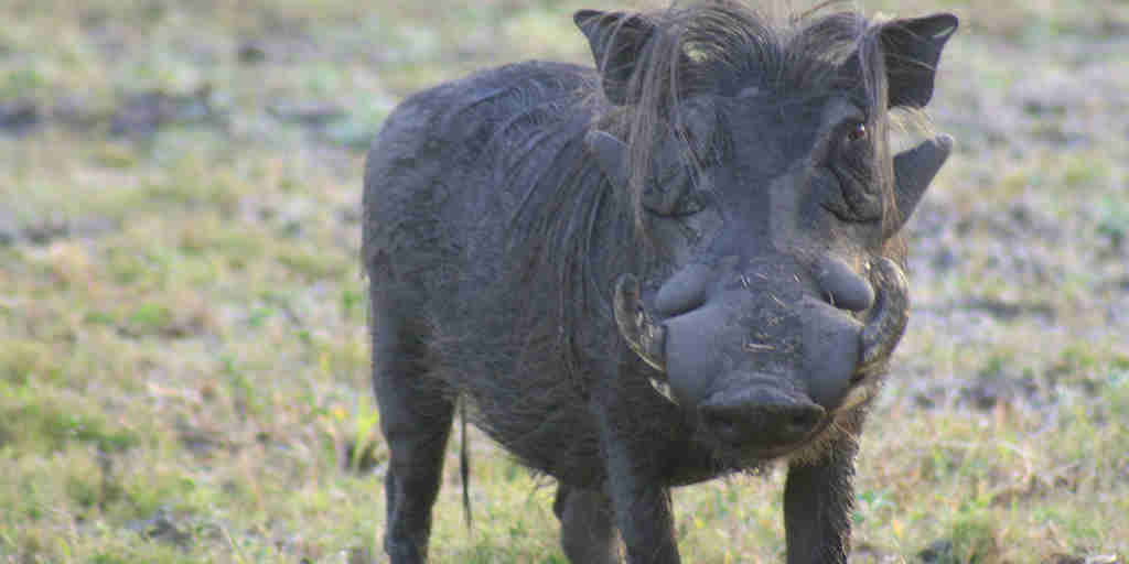 warthog, gorongosa wildlife safaris, mozambique holidays