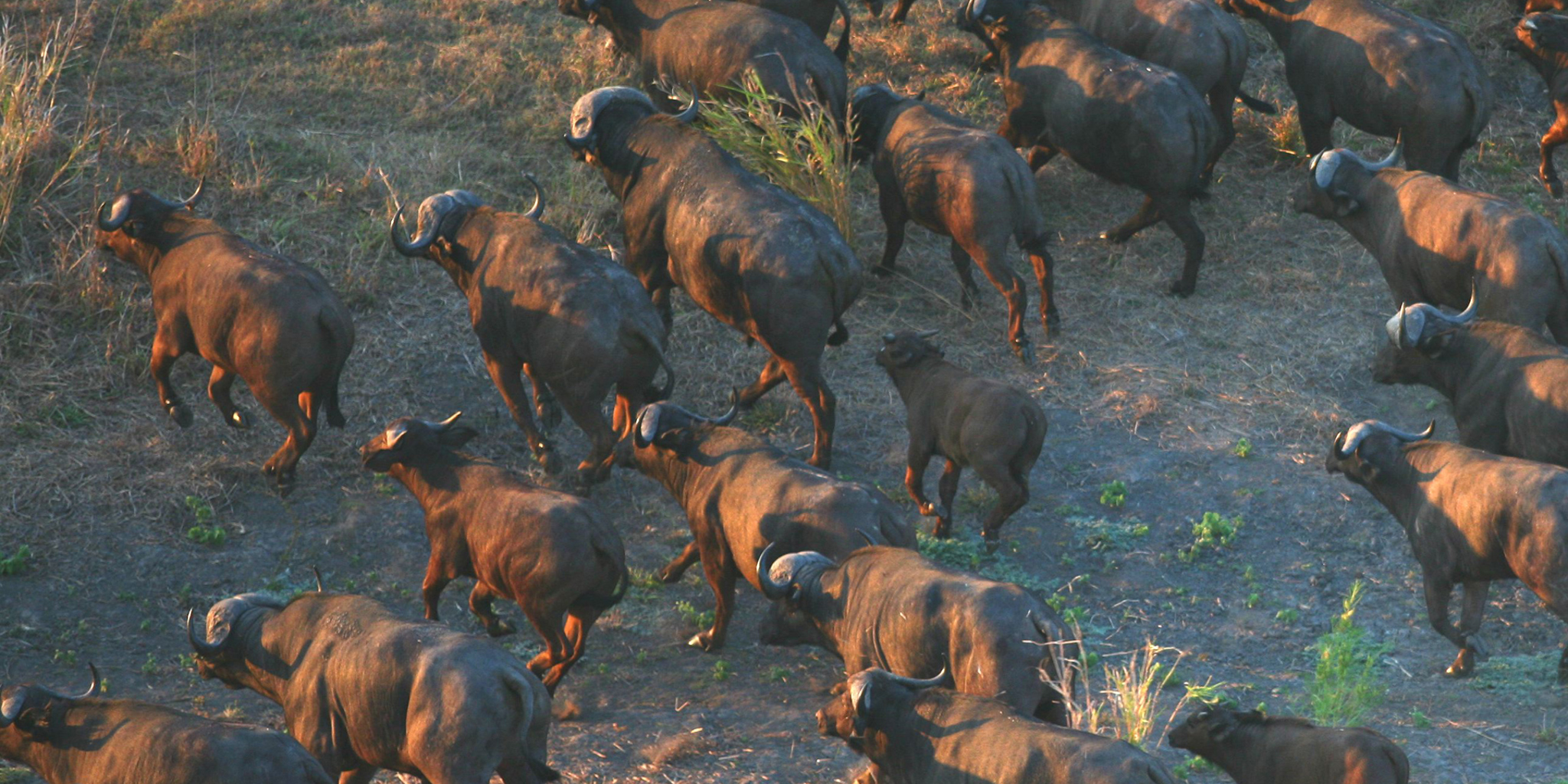 buffalo, wildlife in gorongosa, mozambique safari vacations