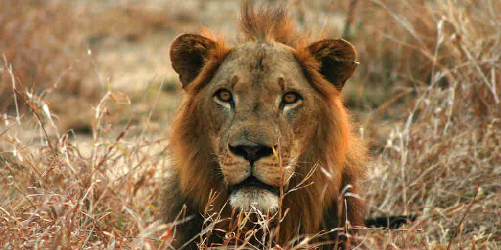 lion, gorongosa wildlife safaris, mozambique holidays