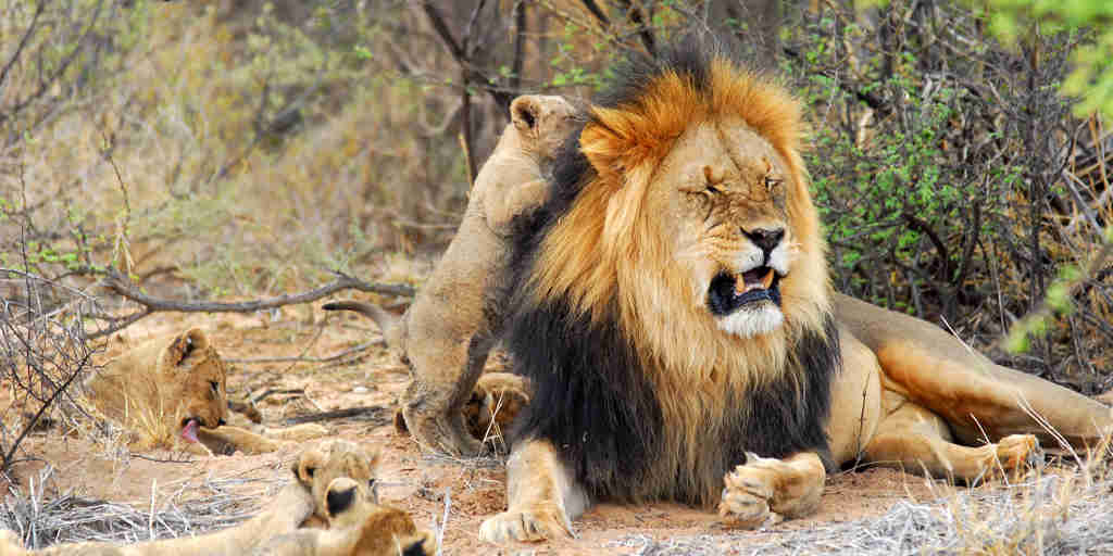 lion safaris, tswalu kalahari, south africa