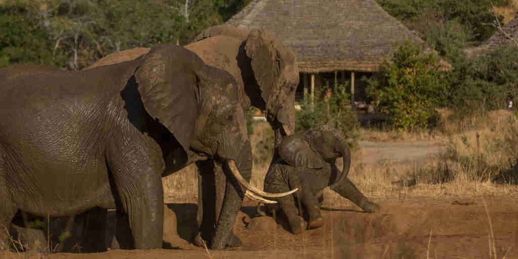 Elephants in mud africa