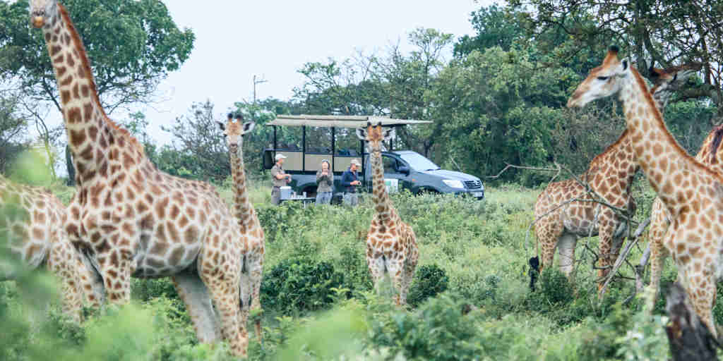 giraffe game drive, isimangaliso wetland park, south africa