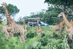 giraffe game drive, isimangaliso wetland park, south africa