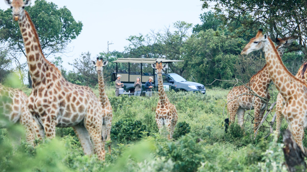 giraffe game drive, isimangaliso wetland park, south africa