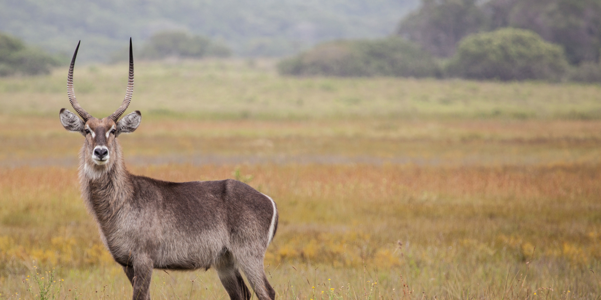 wildlife in isimangaliso wetland park, south africa
