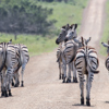 Luxury Remote KwazuluNatal Safari South Africa Yellow Zebra Safaris