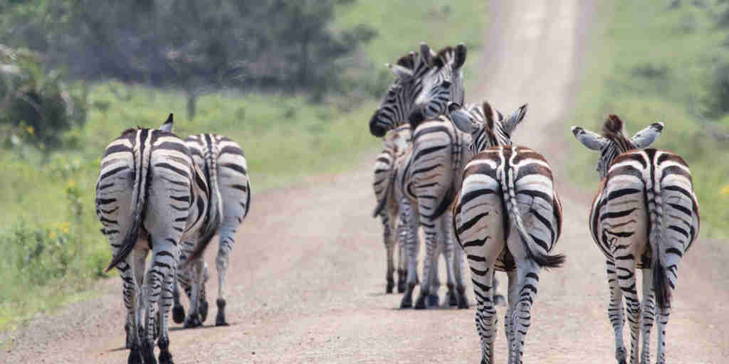 Zebras South africa