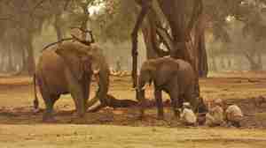 Elephants, Stretch Ferreira Safari Tented Camp, Mana Pools, Zimbabwe 