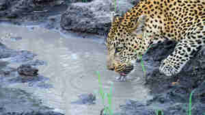 leopard safari, manyeleti game reserve, south africa