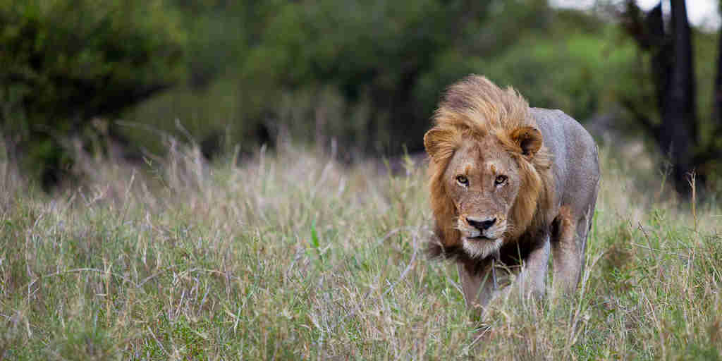 lion safaris, manyeleti game reserve, south africa