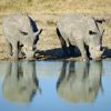 rhino safaris, manyeleti game reserve, south africa