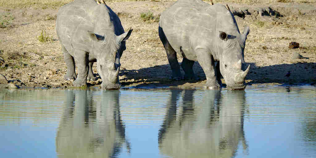 rhino safaris, manyeleti game reserve, south africa