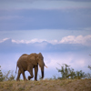 elephant in manyeleti game reserve, south africa safaris