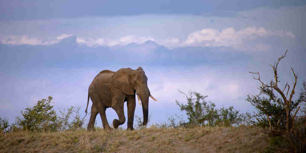 elephant in manyeleti game reserve, south africa safaris