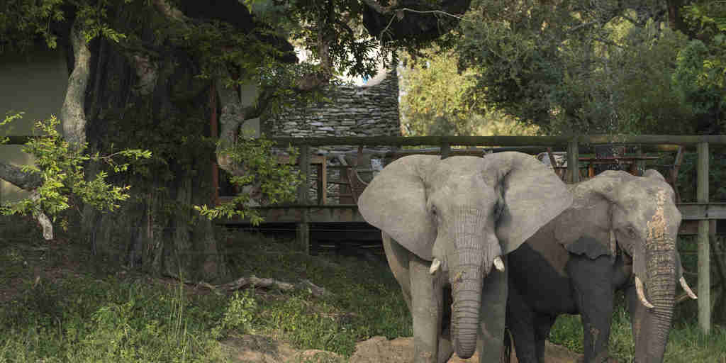elephant safaris, manyeleti game reserve, south africa
