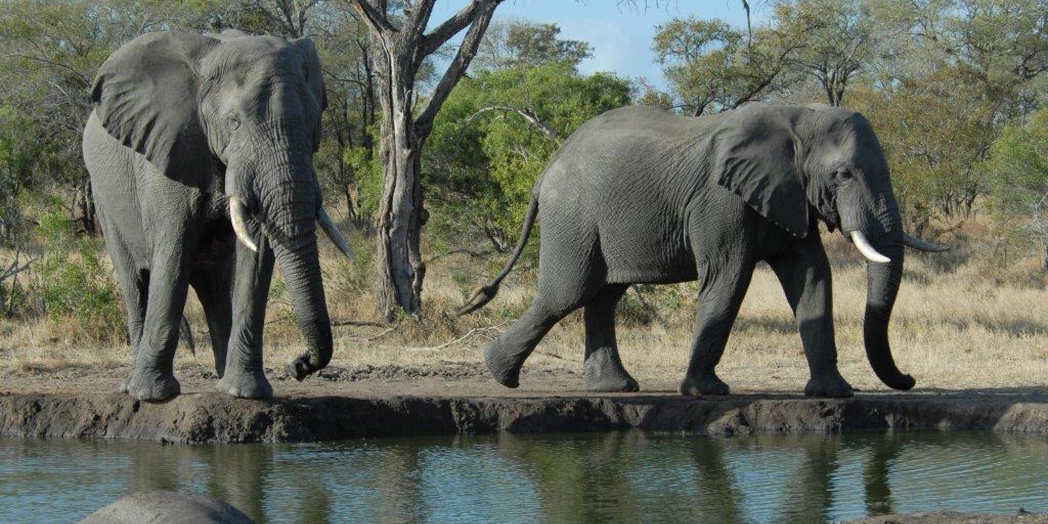 Elephants at watering hole