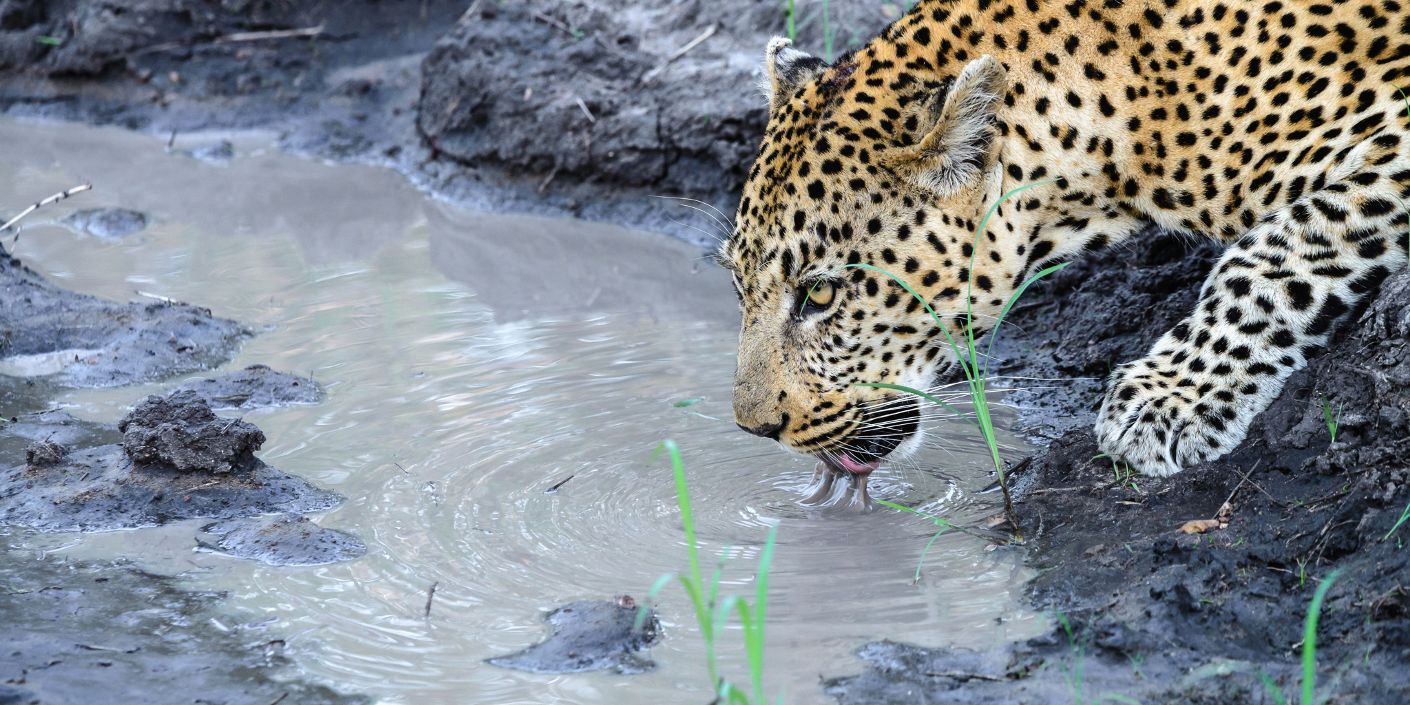 Leopard sighting