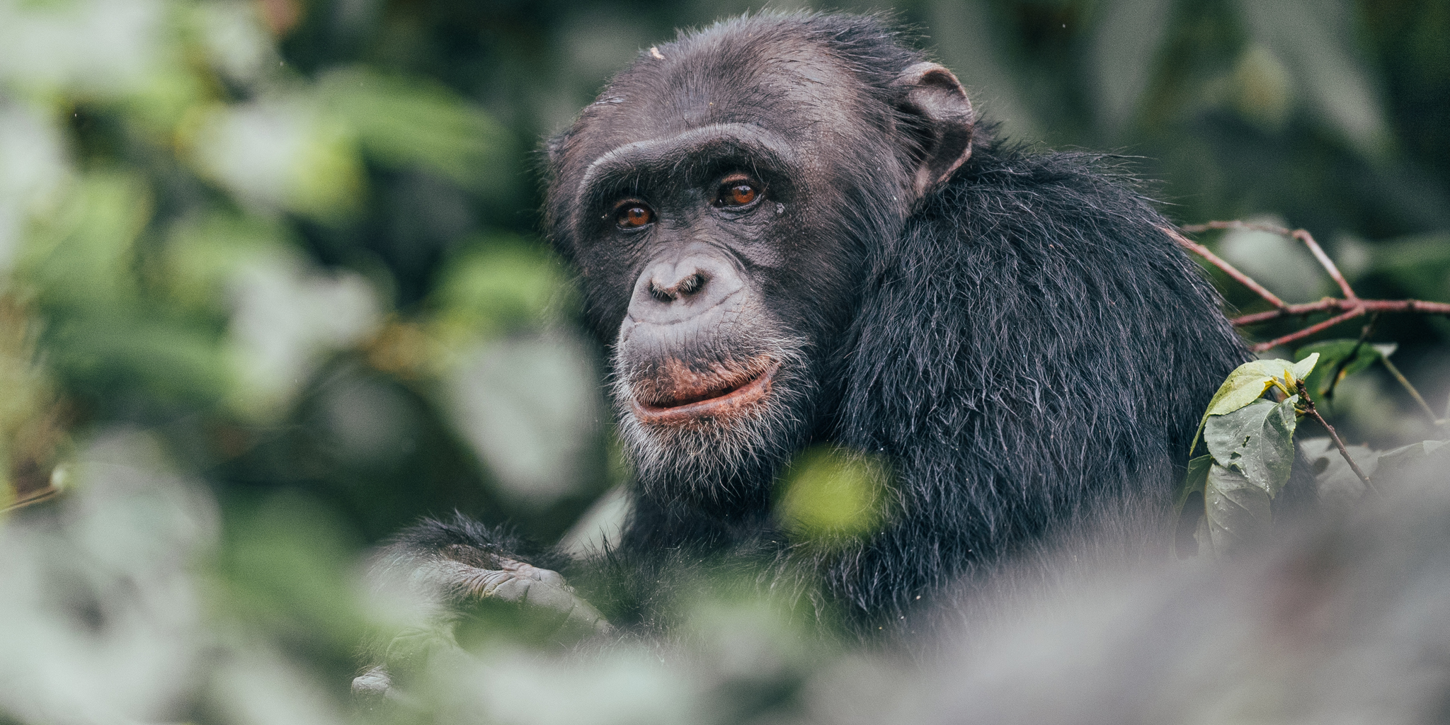 Chimpanzee habituation project, Rubondo Island, Tanzania, Africa