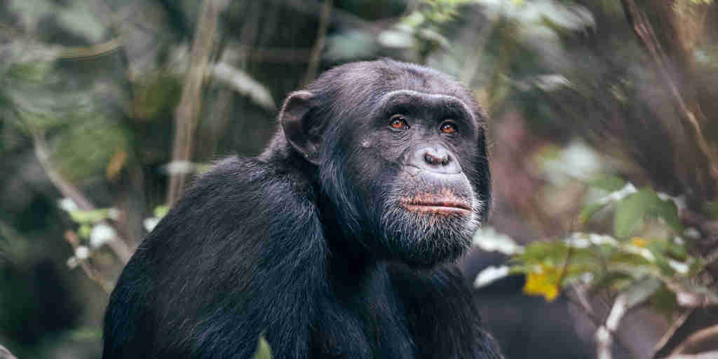 Chimpanzee project, Rubondo Island, Tanzania, Africa