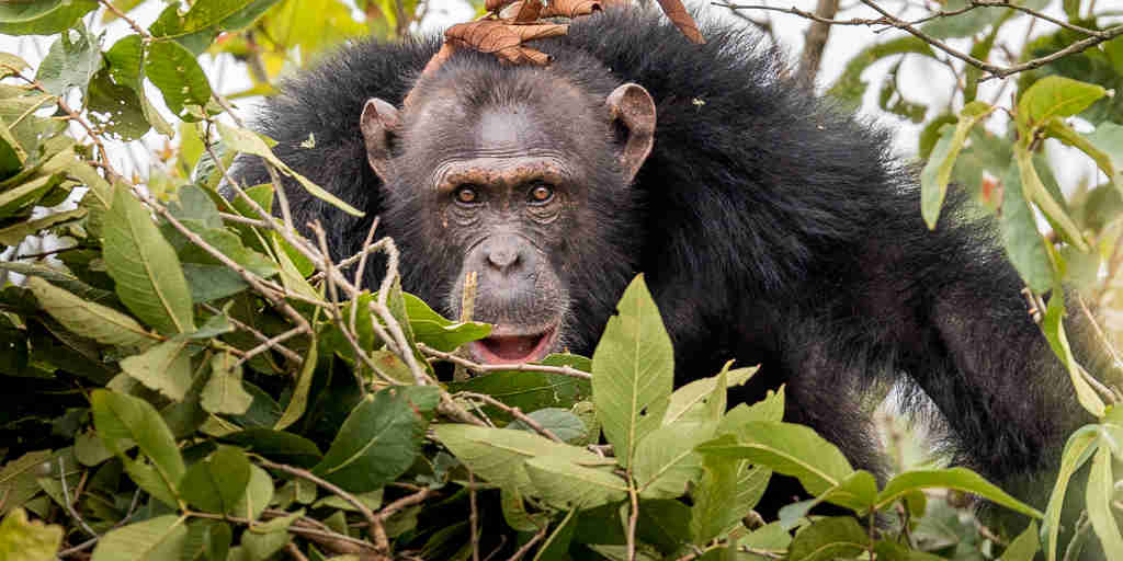 Rubondo Island chimpanzee habituation project, Tanzania