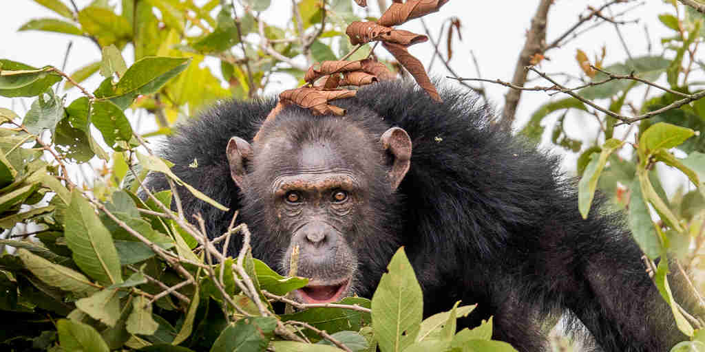 Rubondo Island chimpanzee habituation project, Tanzania