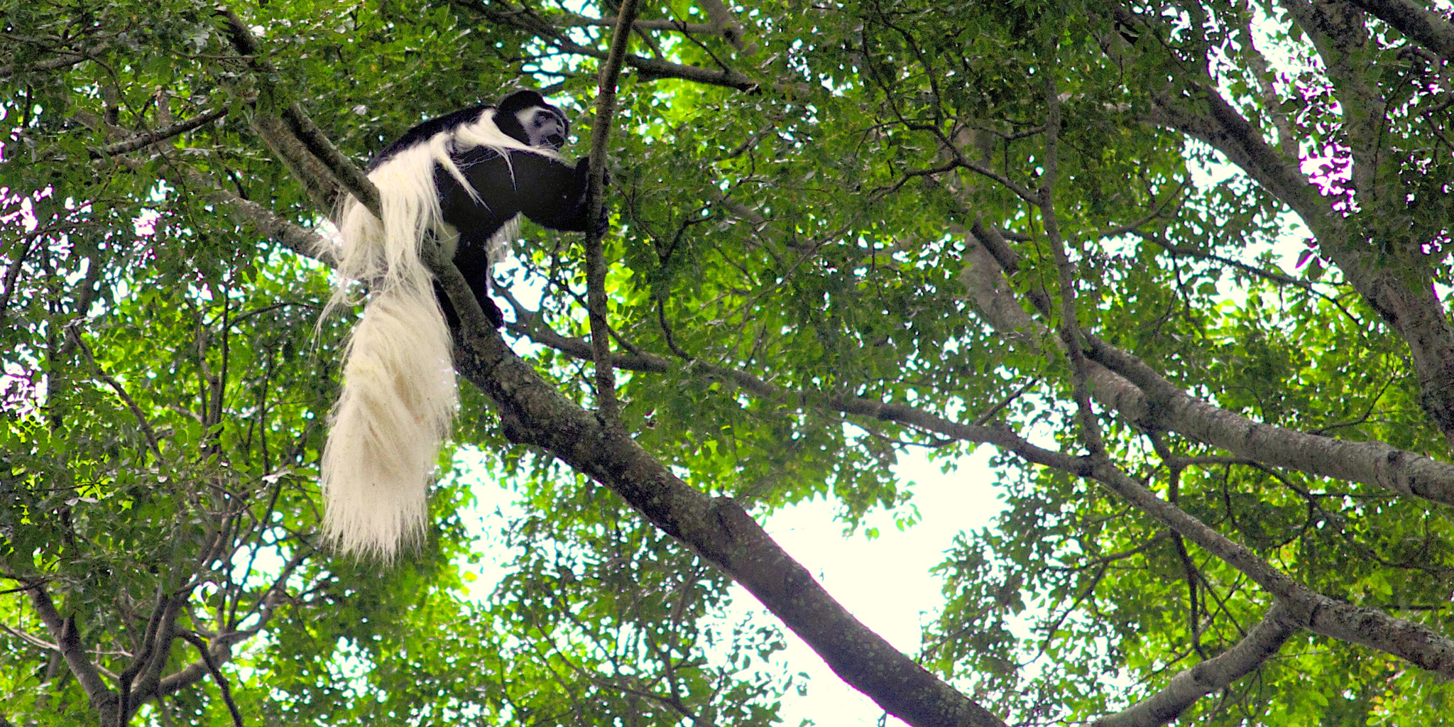 Colobus monkey, Rubondo Island National Park, Tanzania