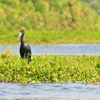 Rubondo Island Safaris | Tanzania Vacations | Yellow Zebra Safaris