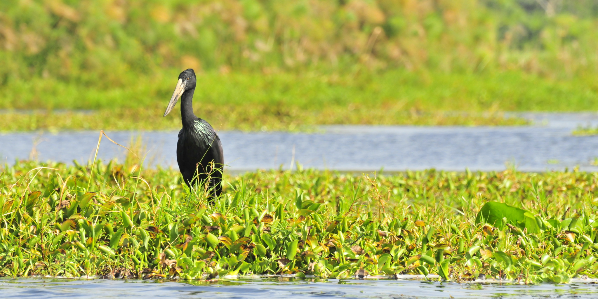 Birdlife at Rubondo Island National Park, Tanzania
