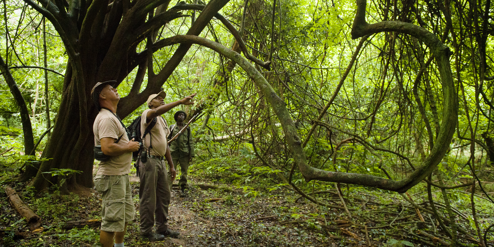 Chimpanzee tracking, Rubondo Island, Tanzania, Africa