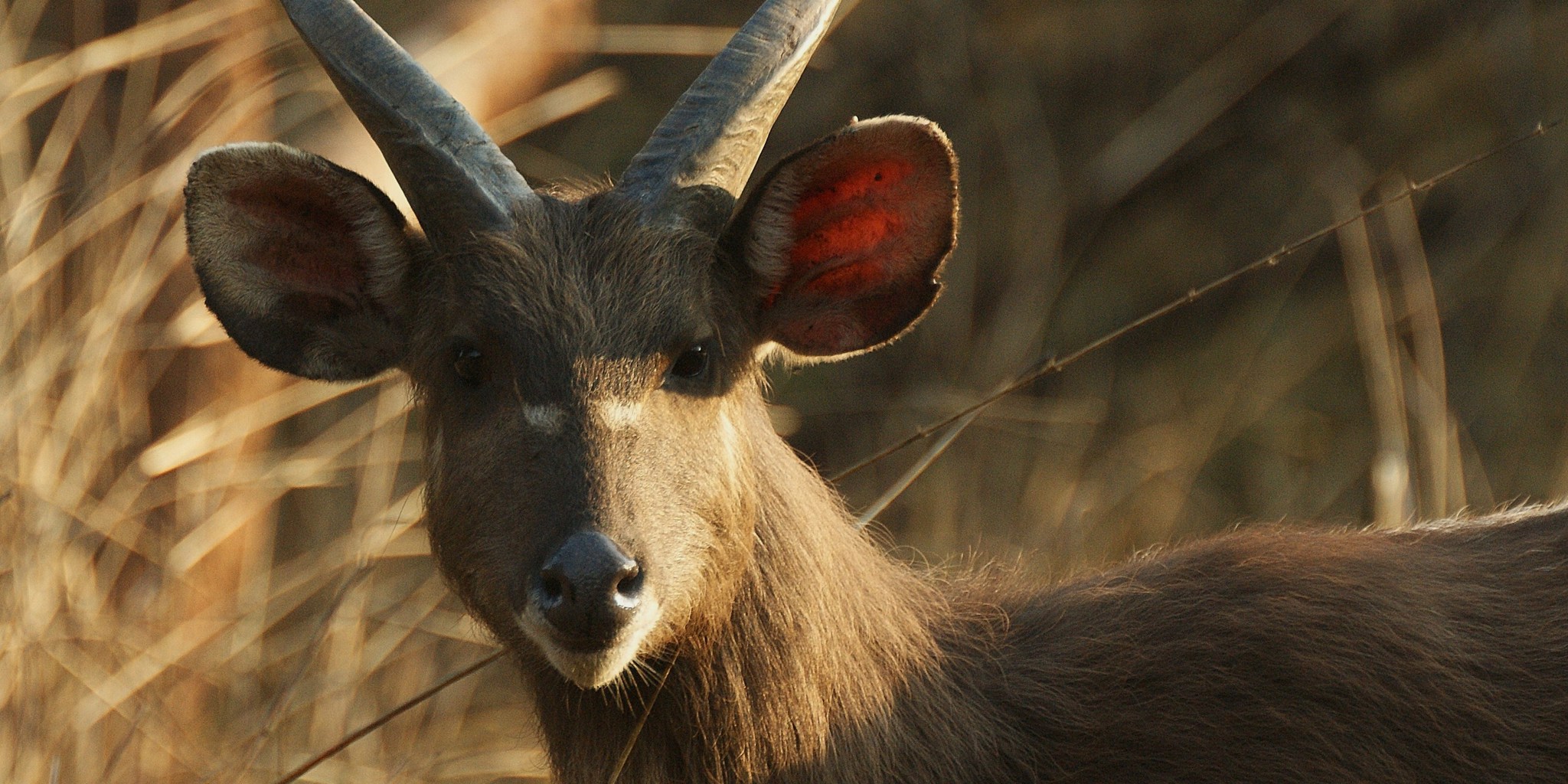 Sitatunga, Rubondo Island National Park, Tanzania