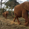 Elephant Herd, David Sheldrick Elephant Trust, Kenya