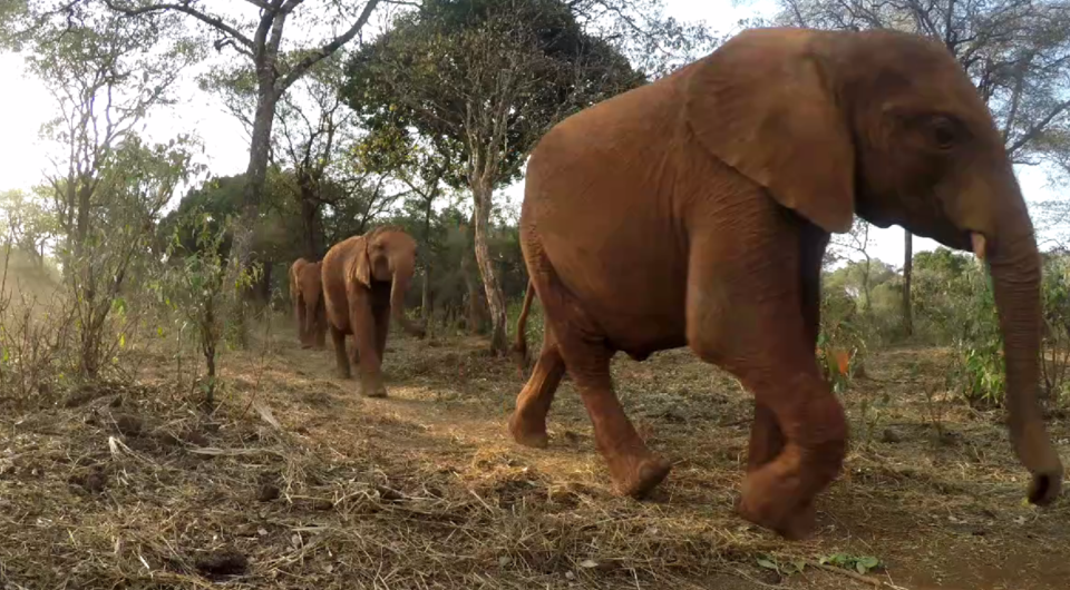 Elephant Herd, David Sheldrick Elephant Trust, Kenya