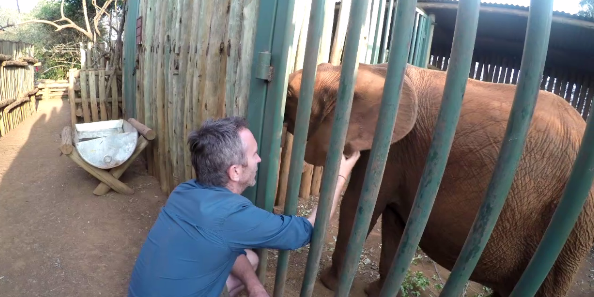 Julian meeting the elephants