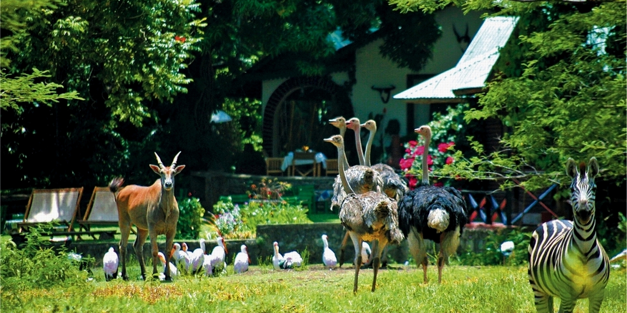 Tanzania game meru game lodge