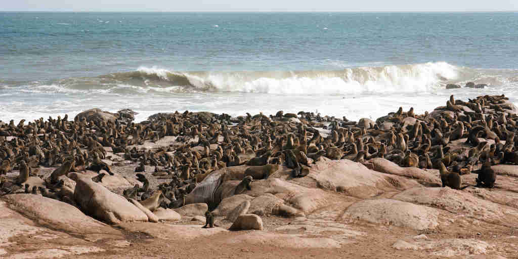 Shipwreck Lodge Mowe Bay seal colony