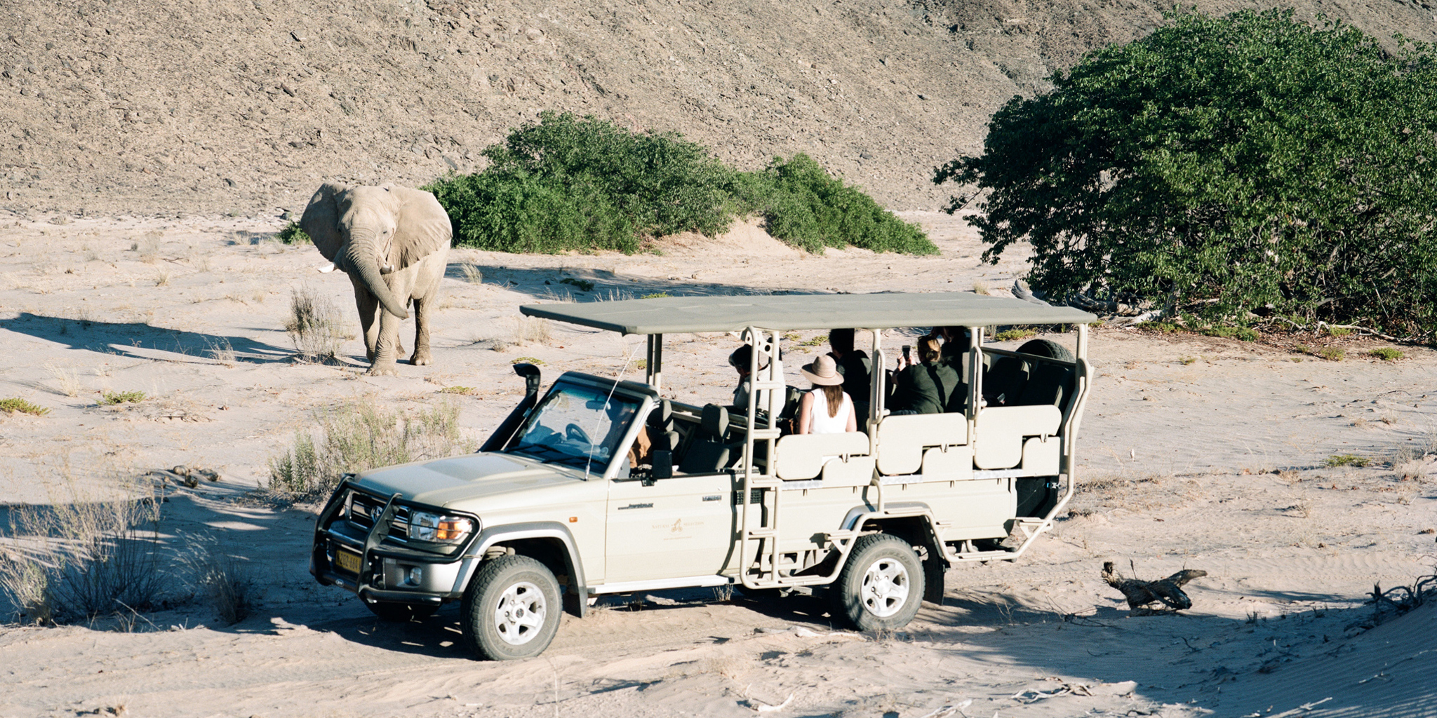 Elephant Namibia safari