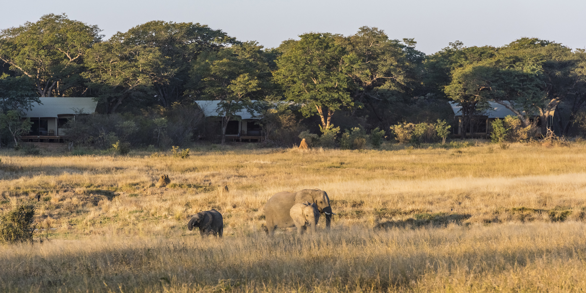 Elephants at Verneys Camp