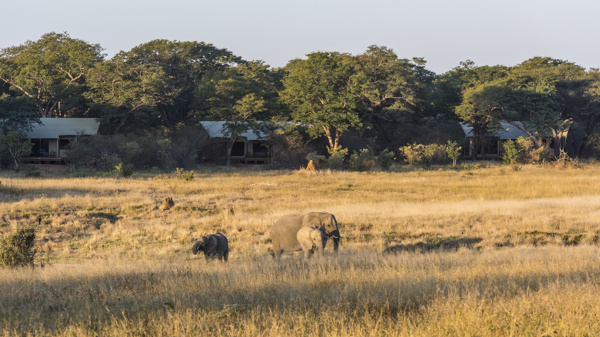 Elephants at Verneys Camp