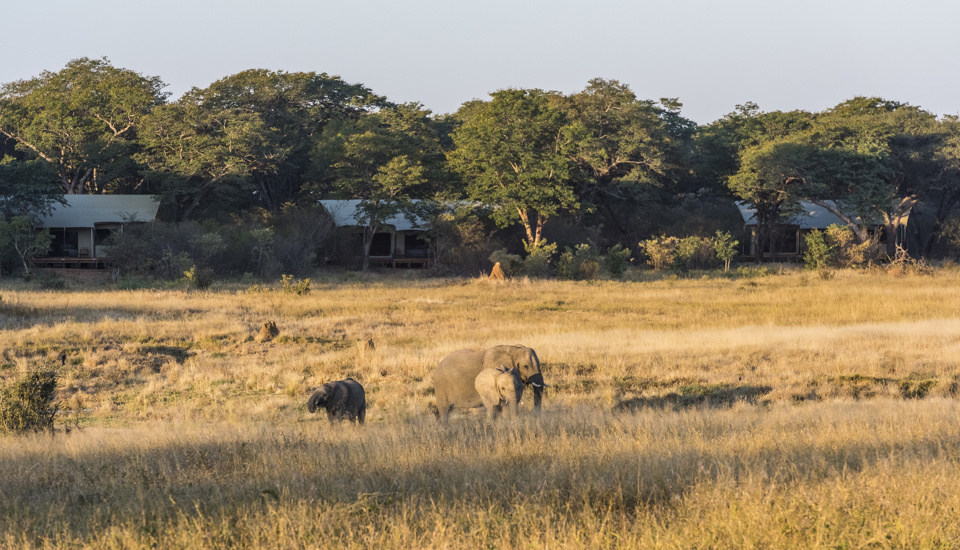 Elephants at Verneys Camp