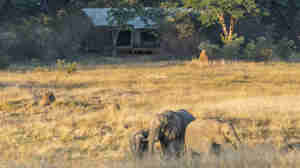 Verney camp elephants
