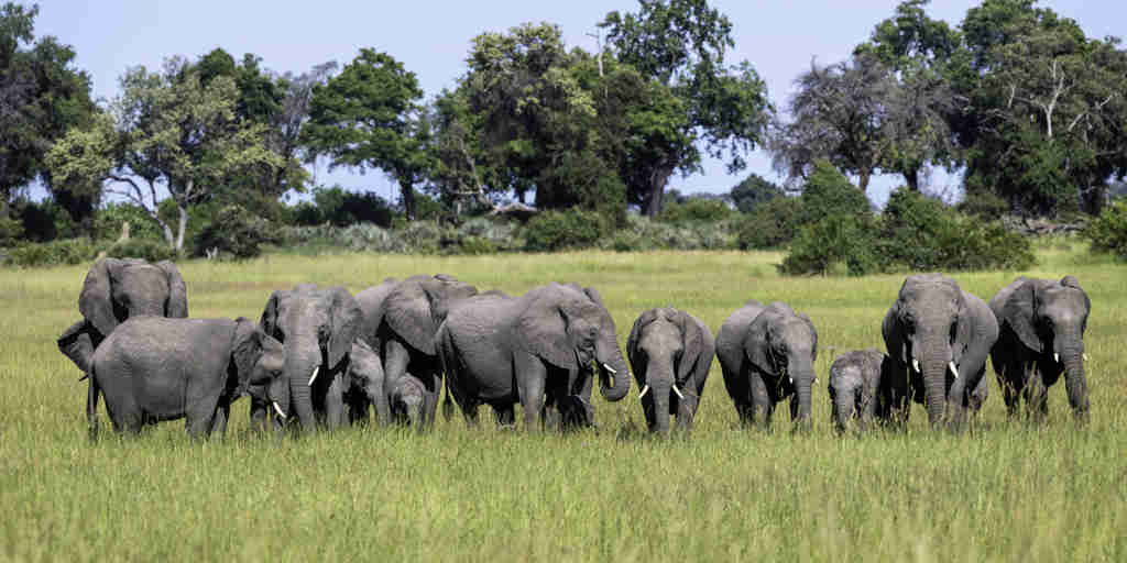 Botswana Elephants