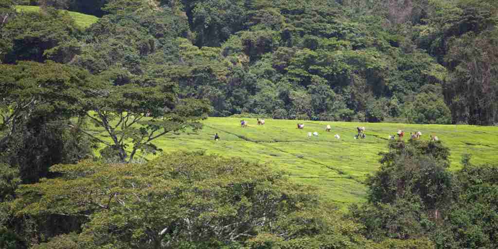 Tea plantations, Mufindi, Tanzania, Africa