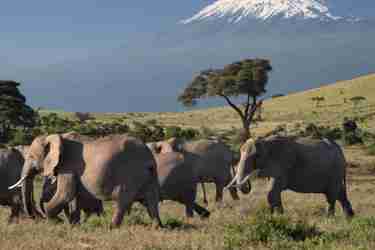 Top elephants africa amboseli kenya