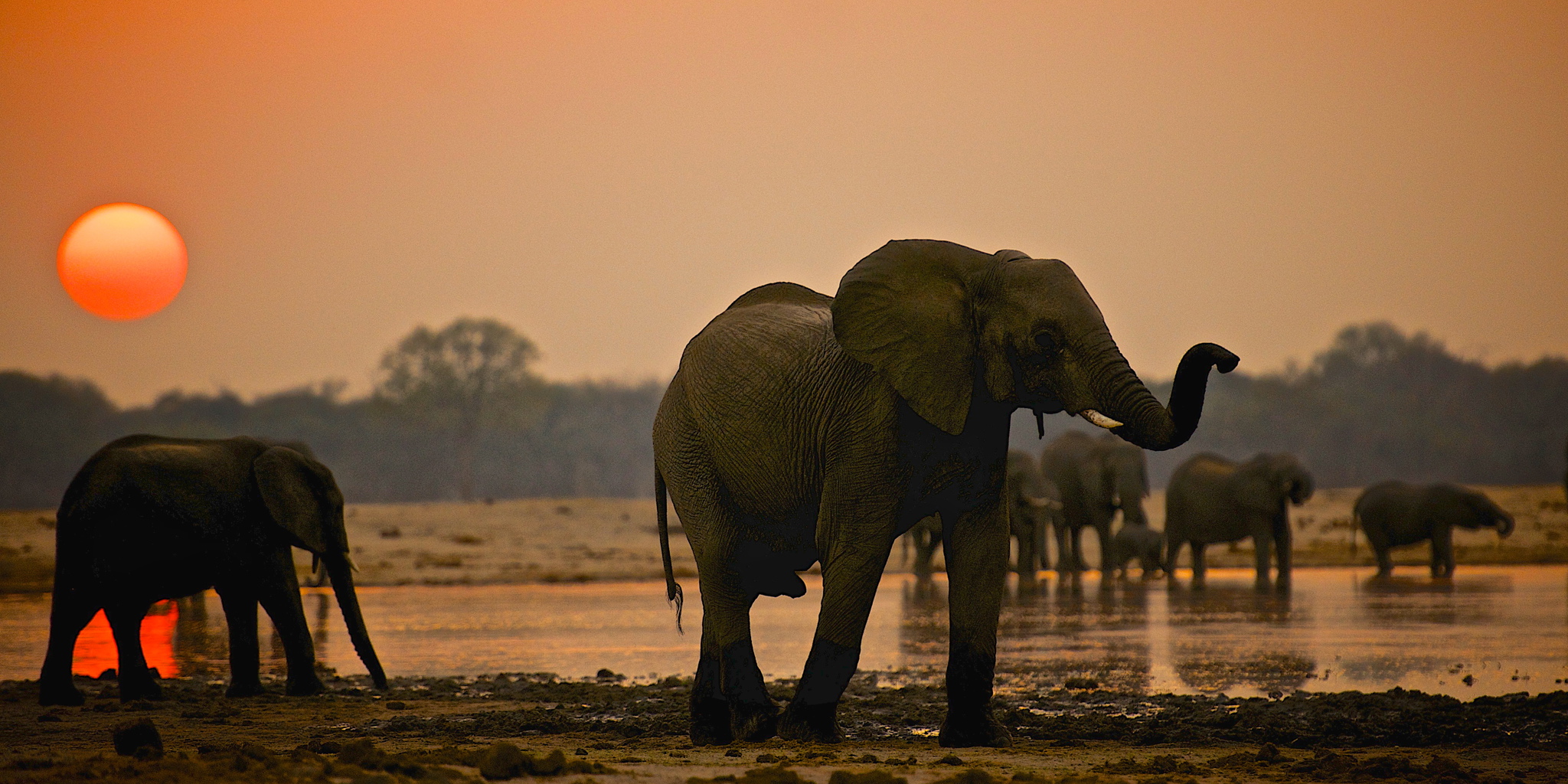 Best places to see elephants in Africa | Safari | Yellow