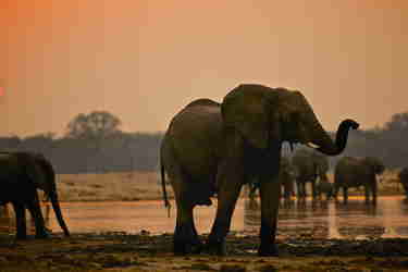 Top elephants africa hwange zimbabwe