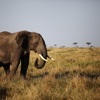 The best places to see elephants in Africa | Yellow Zebra Safaris