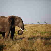 Top elephants africa katav tanzania