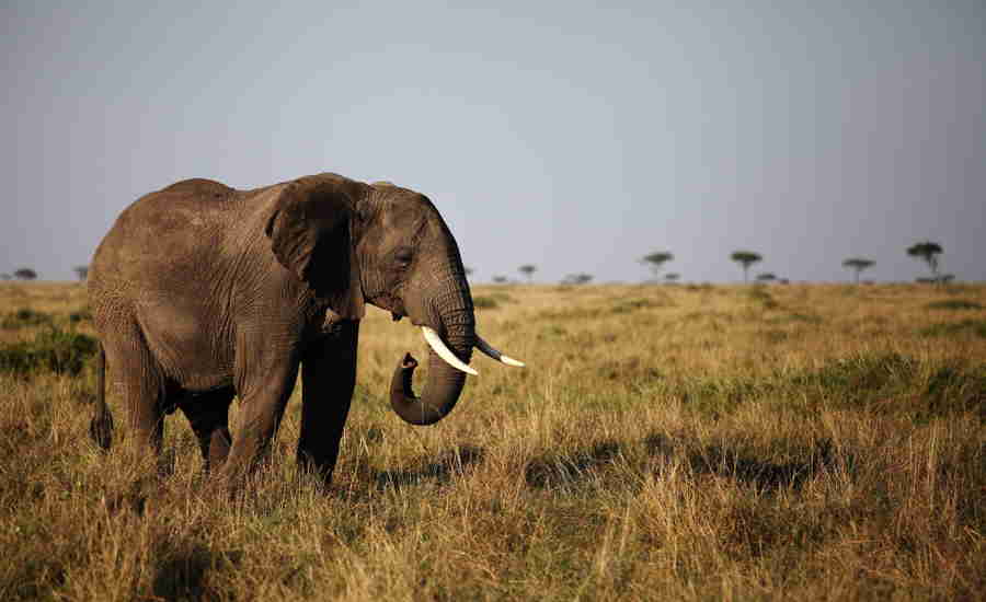 Top elephants africa katav tanzania