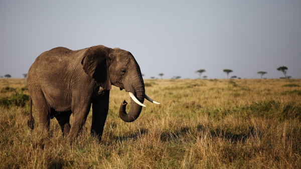 Top elephants africa katav tanzania
