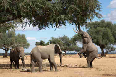Top elephants africa mana pools zimbabwe